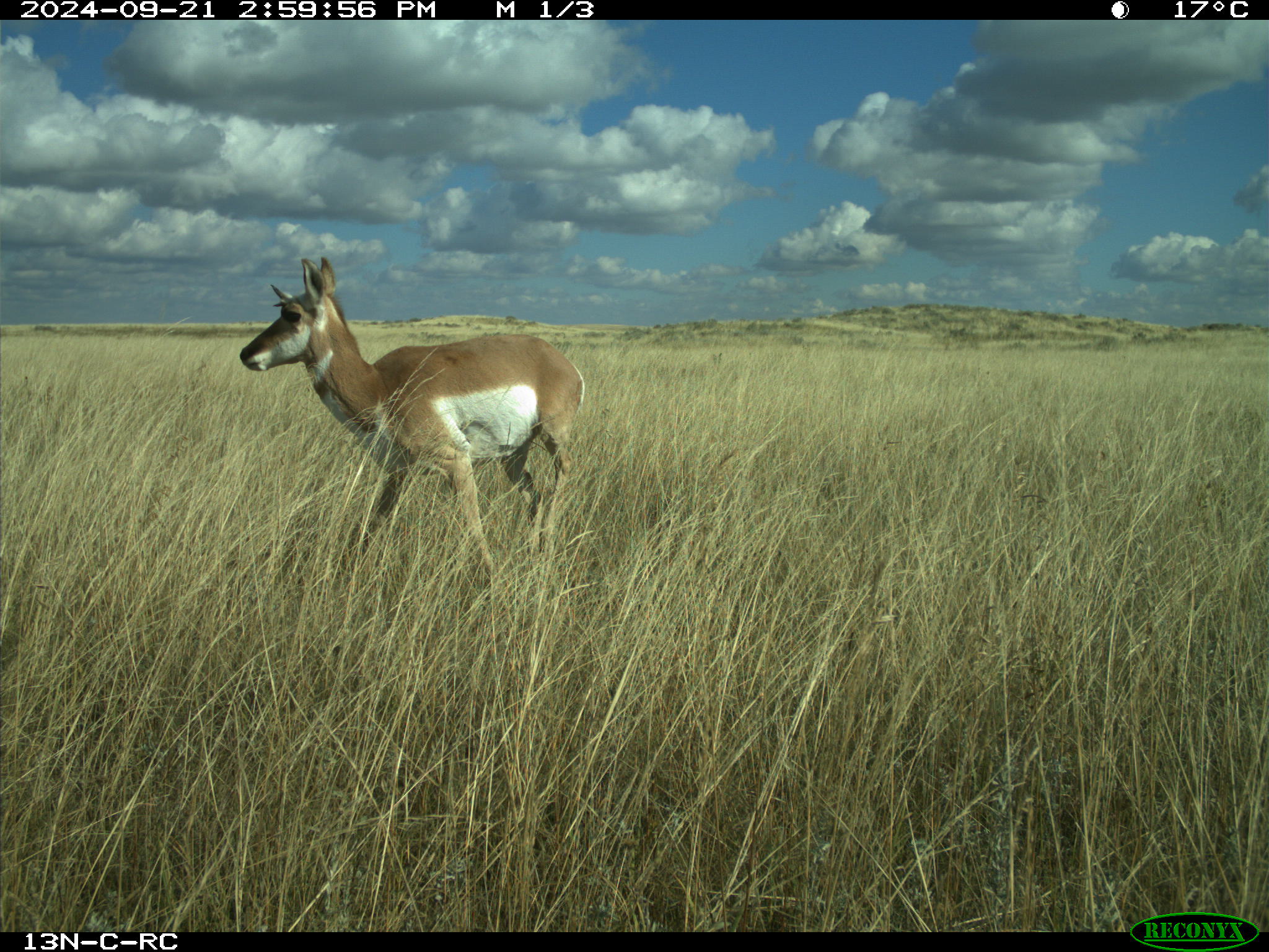 Wildlife camera photo