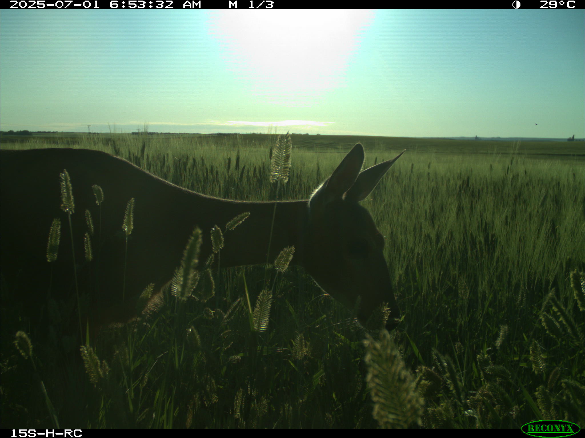 Wildlife camera photo